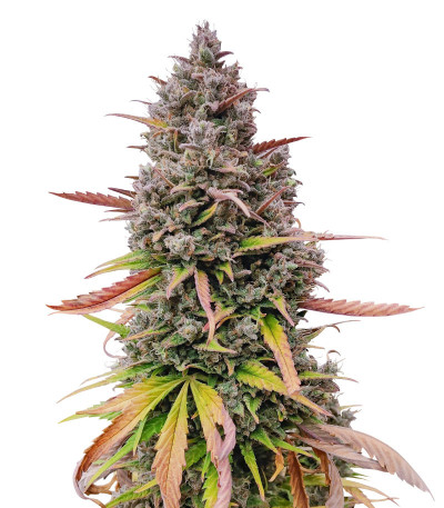 Purple Punch OG XL Auto fem (Sweet Seeds) семена конопли