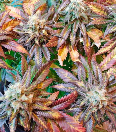 Raspberry Cough reg (Nirvana Seeds) семена конопли