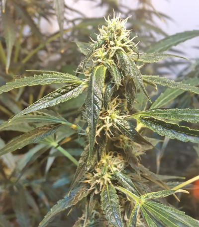 Rock Machine Auto fem (Doctor’s Choice) семена конопли