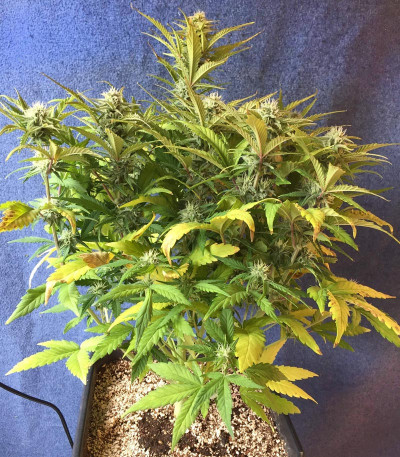Runtz XL Auto (Sweet Seeds) семена конопли
