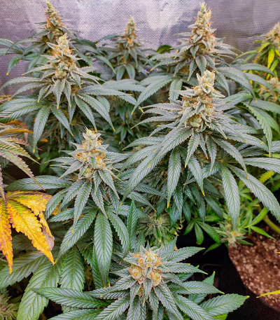 Slightly Stoopid Fruits fem (Humboldt Seed Company) семена конопли