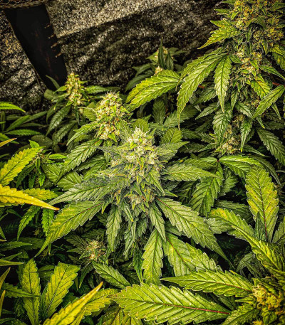 Stardawg auto fem (FastBuds) семена конопли