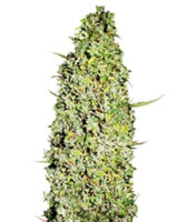 Семена The Unlimited шишки