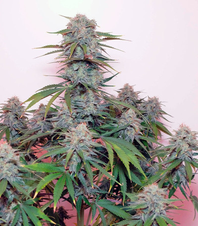 Tangie'matic auto fem семена конопли