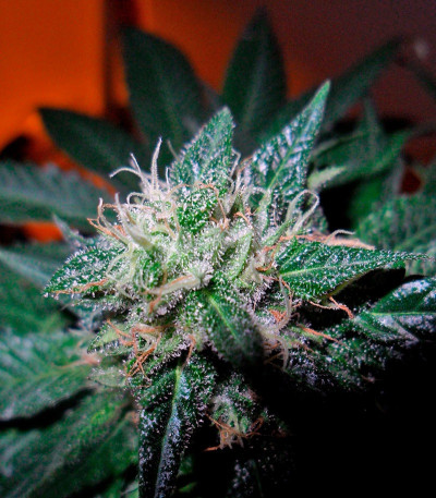 Сорт конопли Bubba Kush