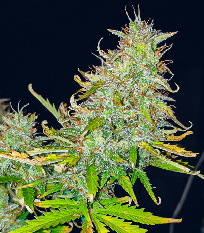 Sweet ZZ Automatic fem (RQS) семена конопли