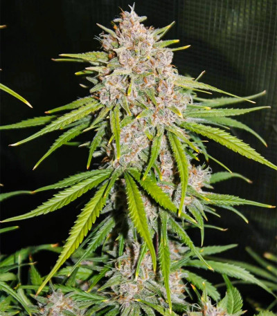 Tropicana Cookies Auto fem (FastBuds) семена конопли