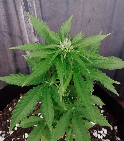 Auto Northern Delights fem (VIP seeds) семена конопли