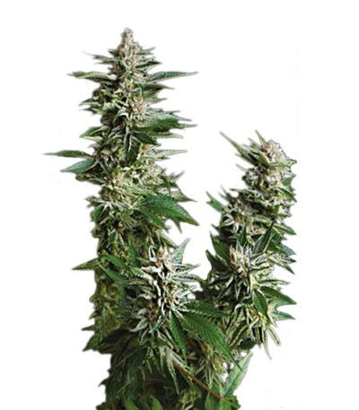 Auto Pyramid fem (Pyramid Seeds) семена конопли