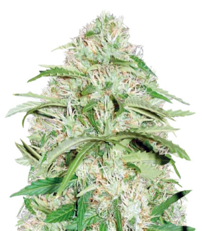 Auto Super Mazar fem (Victory Seeds) семена конопли