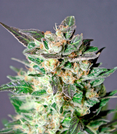 Diesel Glue (BCN Diesel) fem семена конопли