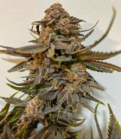 Bruce Banner # fem (AlphaFem Seeds) семена конопли
