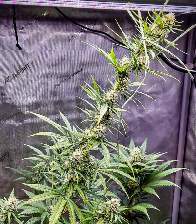 Bruce Lemon Diesel fem (Dutch Passion) семена конопли