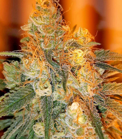 Bubble Gum fem (00 Seeds) семена конопли