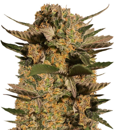 CBD Blue Shark fem семена конопли