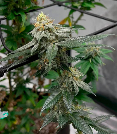 Candy Store RBX fem (Ethos Genetics) семена конопли