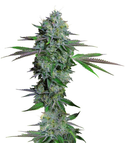 Cataract Kush fem семена конопли