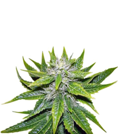 Chemdog fem (Green House Seeds) семена конопли