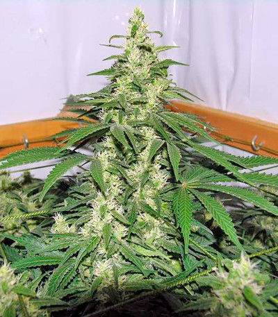Chronic fem (Serious Seeds) семена конопли