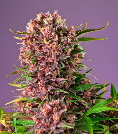 Diablo Rojo XL Auto fem (Sweet Seeds) семена конопли