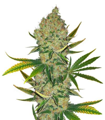 Easy Runtz Autoflower fem (Easy Grow Seeds) семена конопли