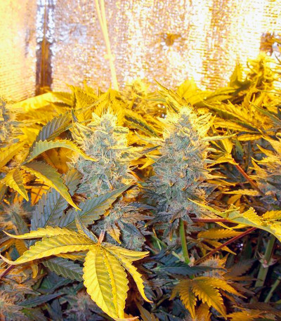 Сорт каннабиса Euforia