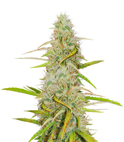 Girl Scout Cookies Auto (Nirvana Seeds) семена конопли
