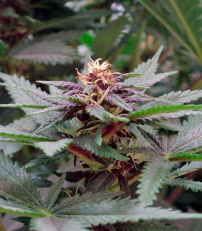 Сорт конопли Hollands Hope