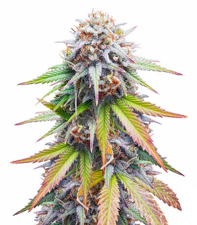 Keep Frosted Guava Autoflower fem (Seedkeepers) семена конопли