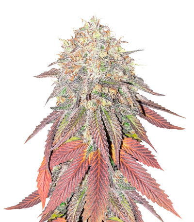 King's Juice(Green House Seeds) семена конопли