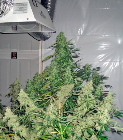 Lemon Thai Kush fem семена конопли