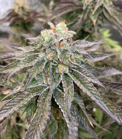 Mimosa X Orange Punch fem (Barney's Farm) семена конопли