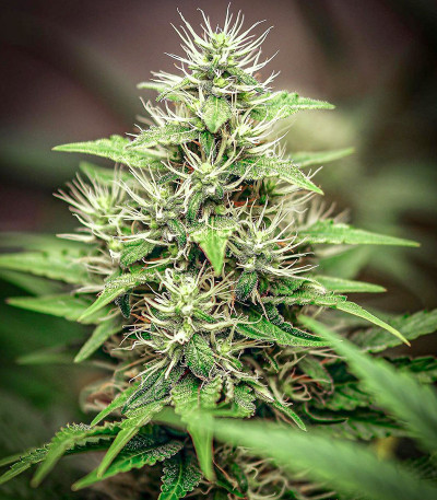 Monster Pebbles (Monster Genetics) семена конопли