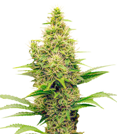 Monster Pebbles (Monster Genetics) семена конопли