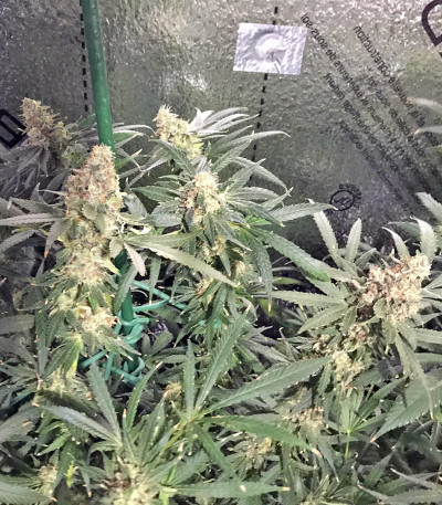 Muneka Rusa (Russian Doll) fem семена конопли