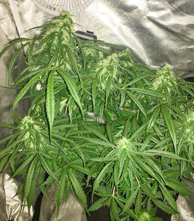 NYC Diesel Auto fem (Barney's Farm) семена конопли