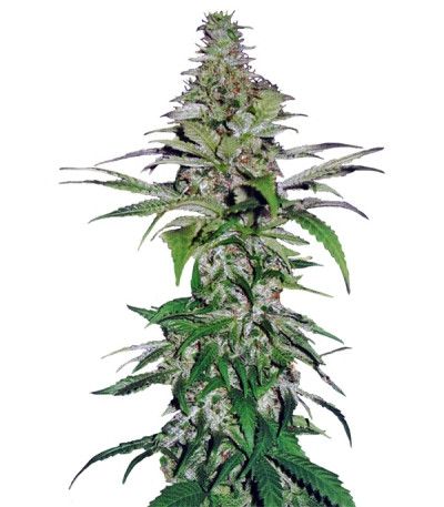 Northern Lights fem (Pyramid Seeds) семена конопли