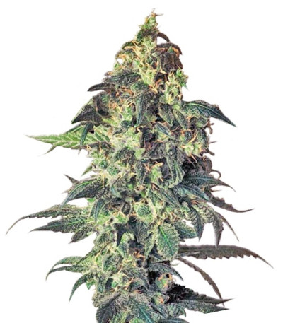 Northern VIP fem (VIP seeds) семена конопли