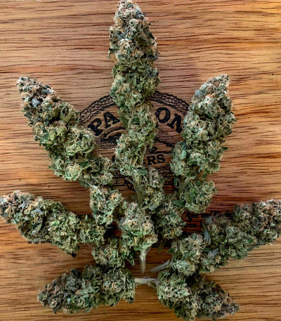 Notorious THC fem (Humboldt Seed Company) семена конопли