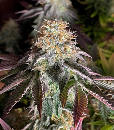 Poddy Mouth fem (Humboldt Seed Company) семена конопли