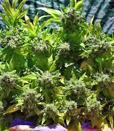 Point of No Return reg семена конопли