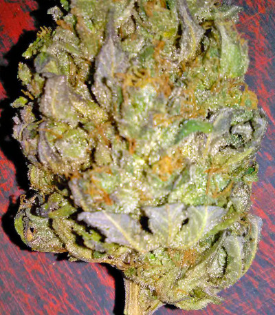 Power Kush fem (Dinafem Seeds) семена конопли