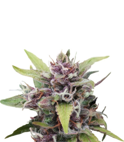 Purple Ryder #2 auto fem (Joint Doctor) семена конопли