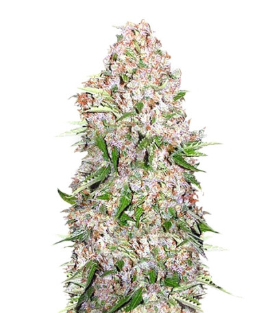 Skunk Special fem (Female Seeds) семена конопли