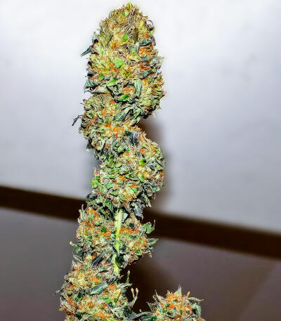 Sour MAC F1 fem (Seedkeepers) семена конопли