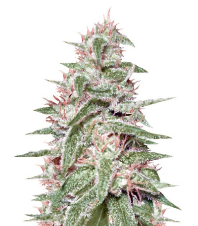 Spinning Buzz Kick Auto fem (Dr. Krippling Seeds) семена конопли