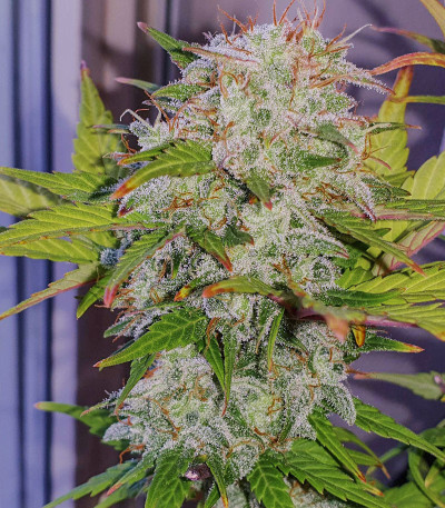 Super Bud Auto fem (Green House Seeds) семена конопли
