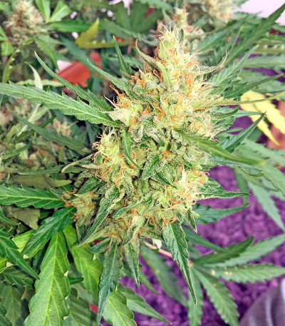 Swiss Cheese Automatic fem семена конопли