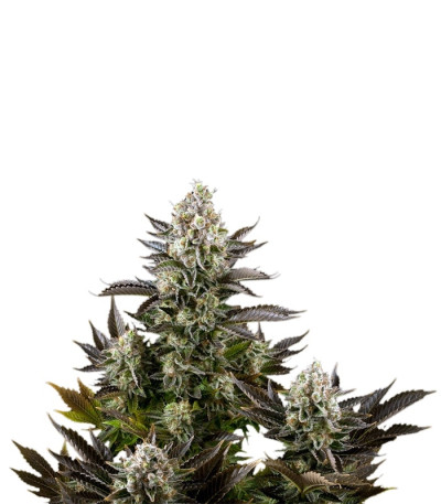 White Widow fem (Dinafem Seeds) семена конопли