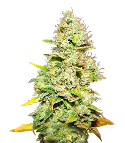 White Widow fem (Medical Seeds) семена конопли